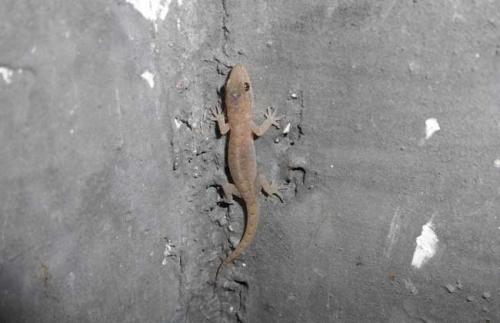 壁虎为什么叫守宫精华,壁虎算是守宫吗