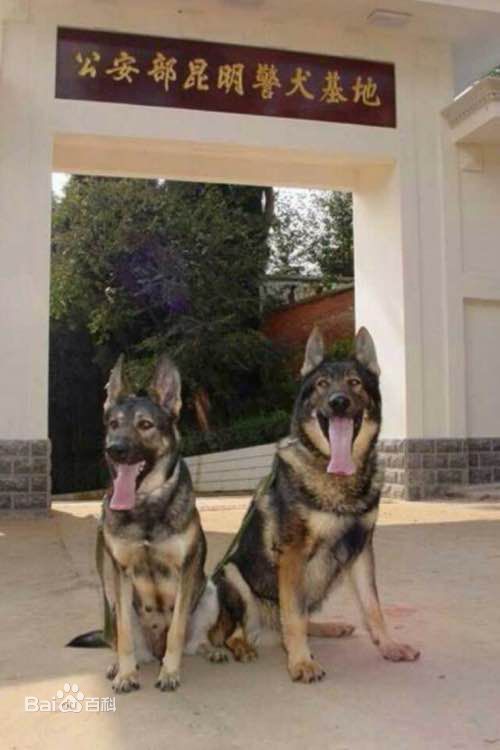 宠物狗小型犬品种排名大全及图片,性格温顺的小型犬有哪些