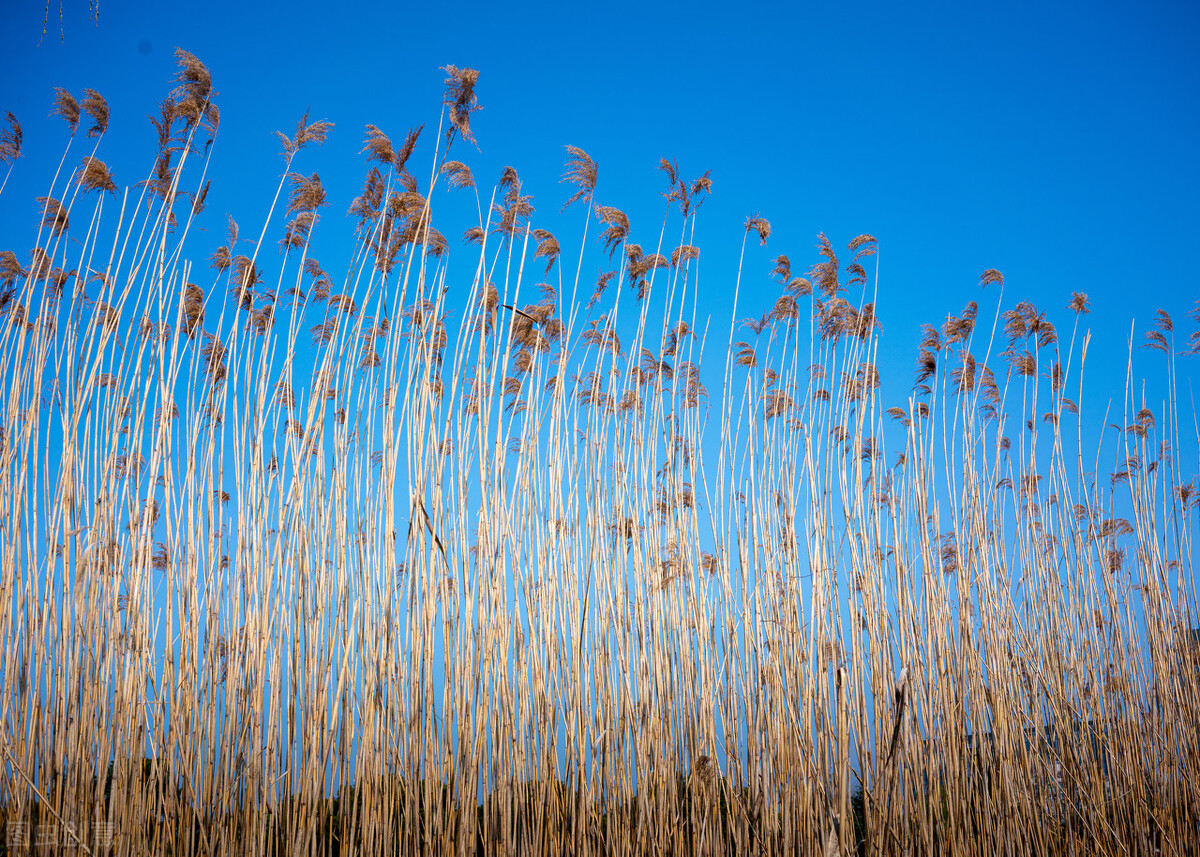 七年级生物真菌和细菌怎么区分,细菌和真菌在自然界中的作用教案