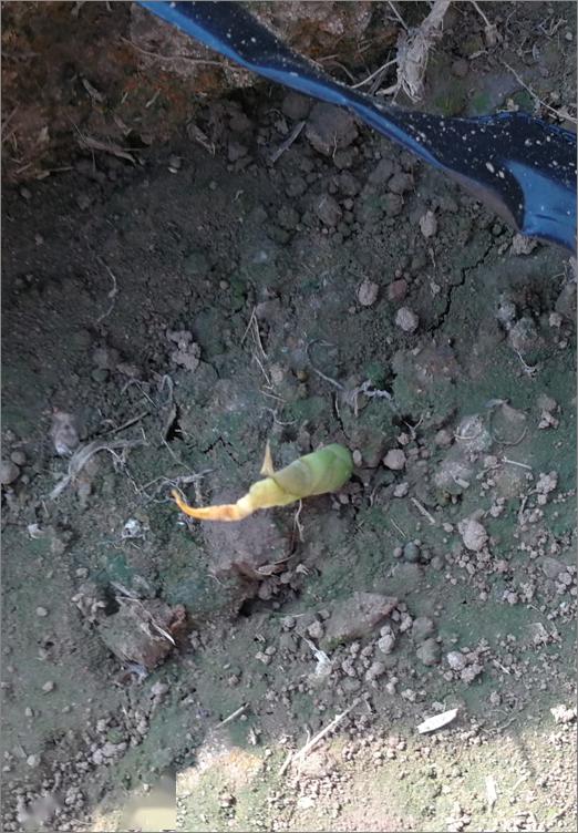 高温天气可以给姜苗覆土吗,高温暴晒天气预警