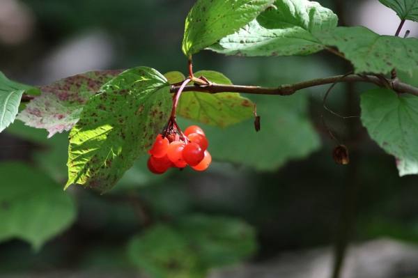 荚蒾博德兰,博德兰荚蒾对光照的需求