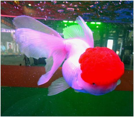 金鱼鉴赏分为三个方面,有关金鱼的种类资料大全