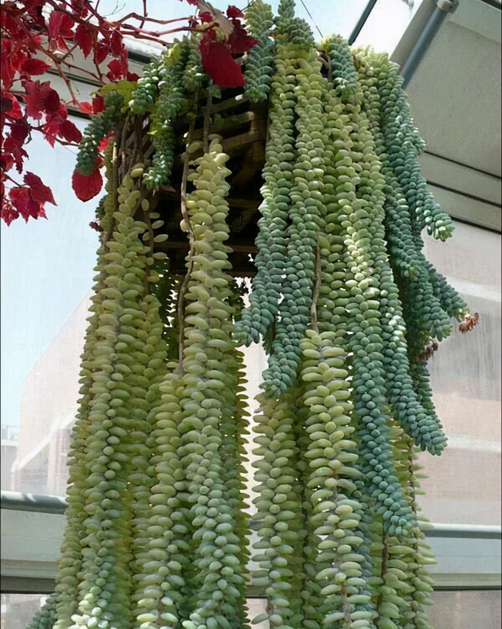 小盆栽多肉10个,5种多肉爱爆盆