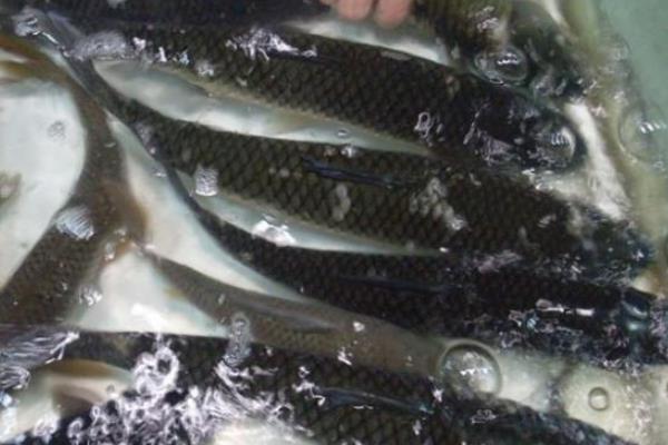 草鱼养殖盈利的最佳模式,草鱼亩产利润分析