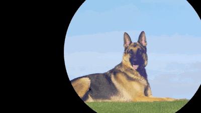 怎么判断德牧狗狗的年龄,德牧狗能活到多少岁数