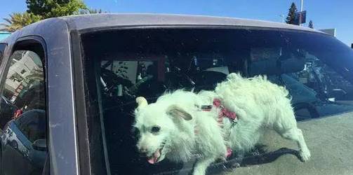 多少度狗狗会中暑,狗狗中暑打什么药