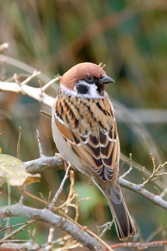 两鸟进家门寓意着什么,哪种鸟吉祥哪种鸟不吉祥
