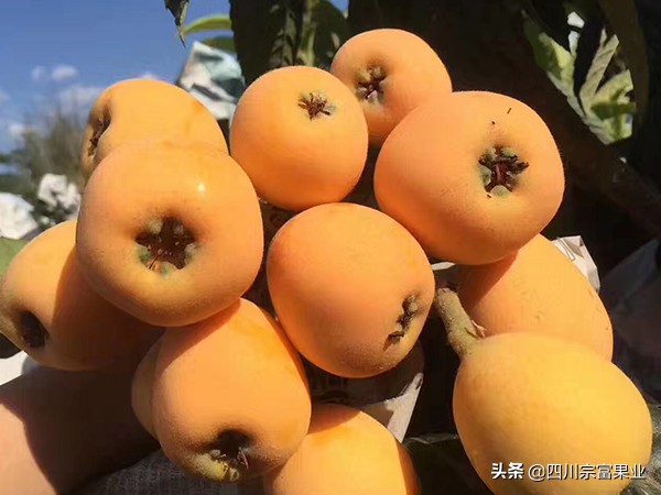 枇杷品种哪种最好,枇杷最好的品种是哪种