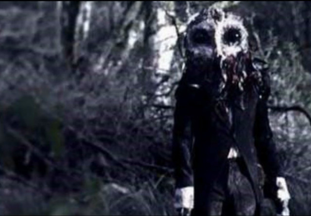 猫头鹰｜散发神秘与诡异，伟大的猎手，结果因为太萌了成了宠物