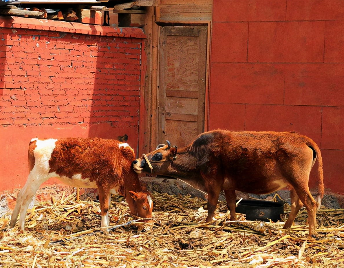 小牛犊粪便干燥带脓怎么治,牛粪便带吐沫样怎么回事