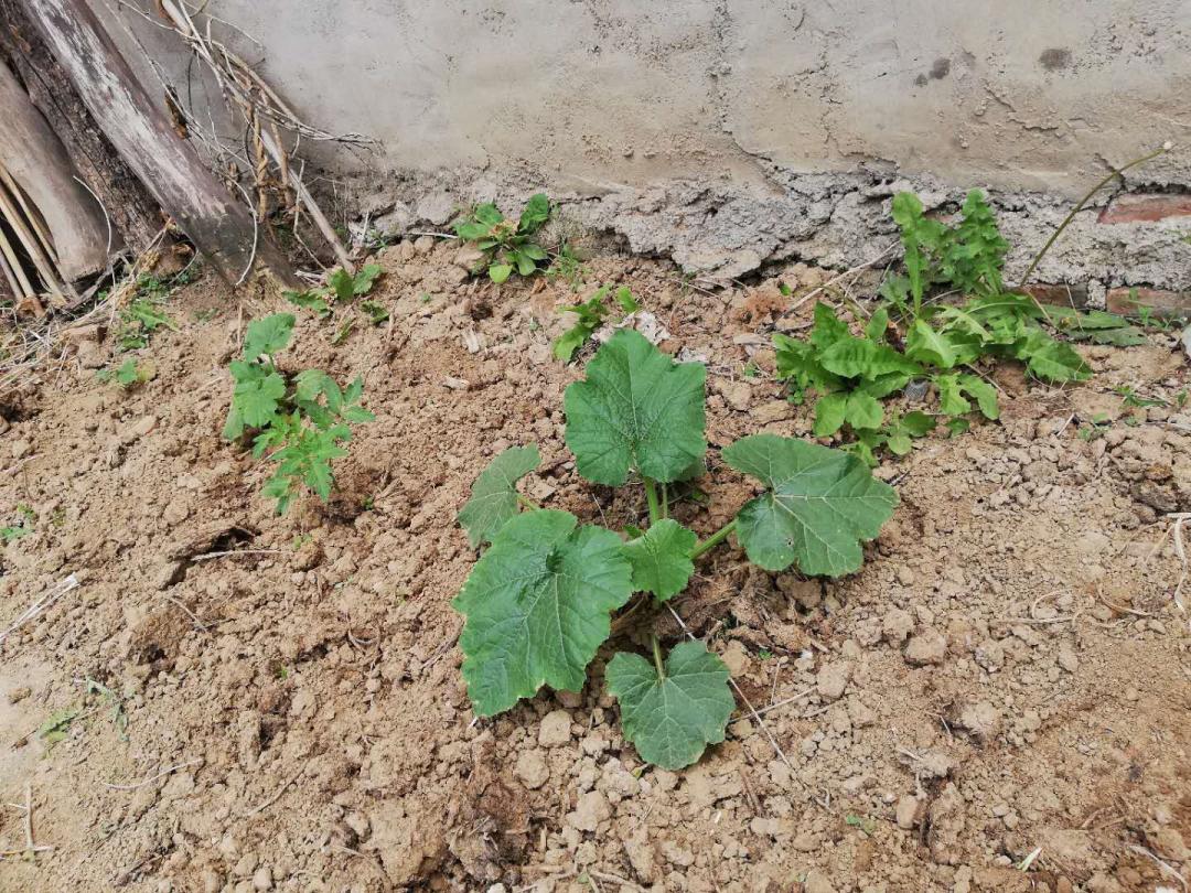 闲着木事儿，你来俺家玩儿呗