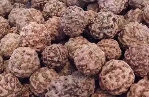 新入手的金刚菩提正确的盘玩步骤,文玩金刚菩提常识