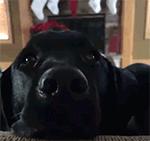 养狗有哪些乐趣,养狗的好处和坏处共9篇