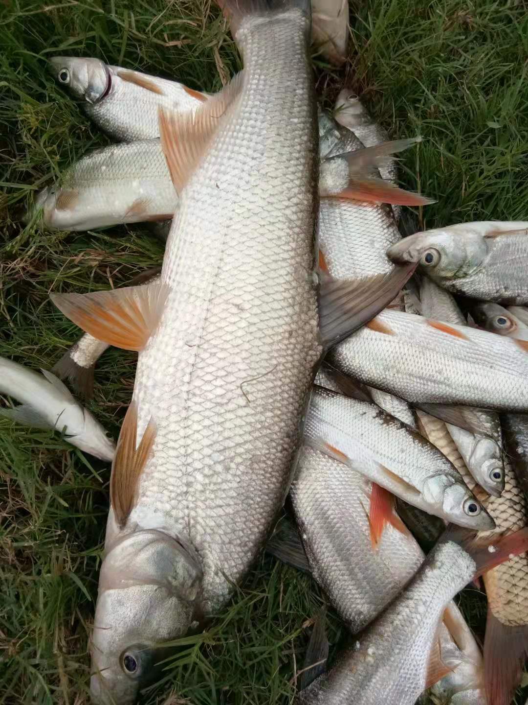 小爆炸钓鱼方法,冬天钓鱼小爆炸饵料配方视频