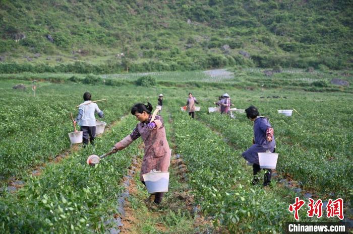 台湾辣椒大王是谁,辣椒大王台湾