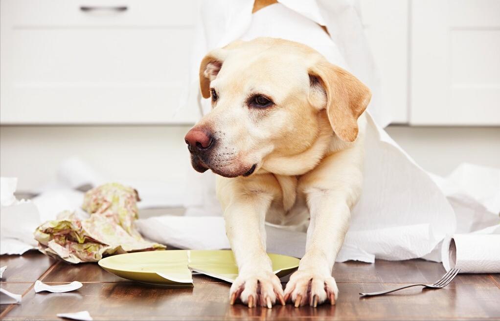 教狗几天训练一个动作,一周训练狗狗上厕所