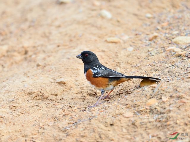 燕子窝被破坏燕子回来报仇,麻雀占了燕子窝能把燕子窝毁掉吗