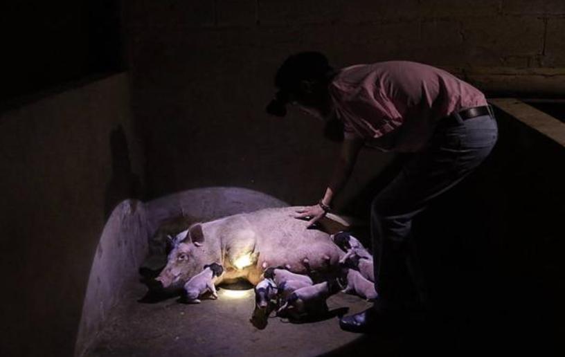 牛生麒麟猪生大象是什么征兆,牛下麒麟猪下象什么意思