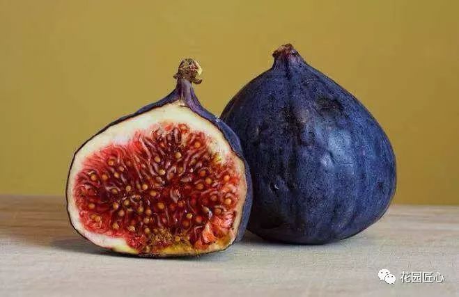 想自己种一棵树,想种自己的树