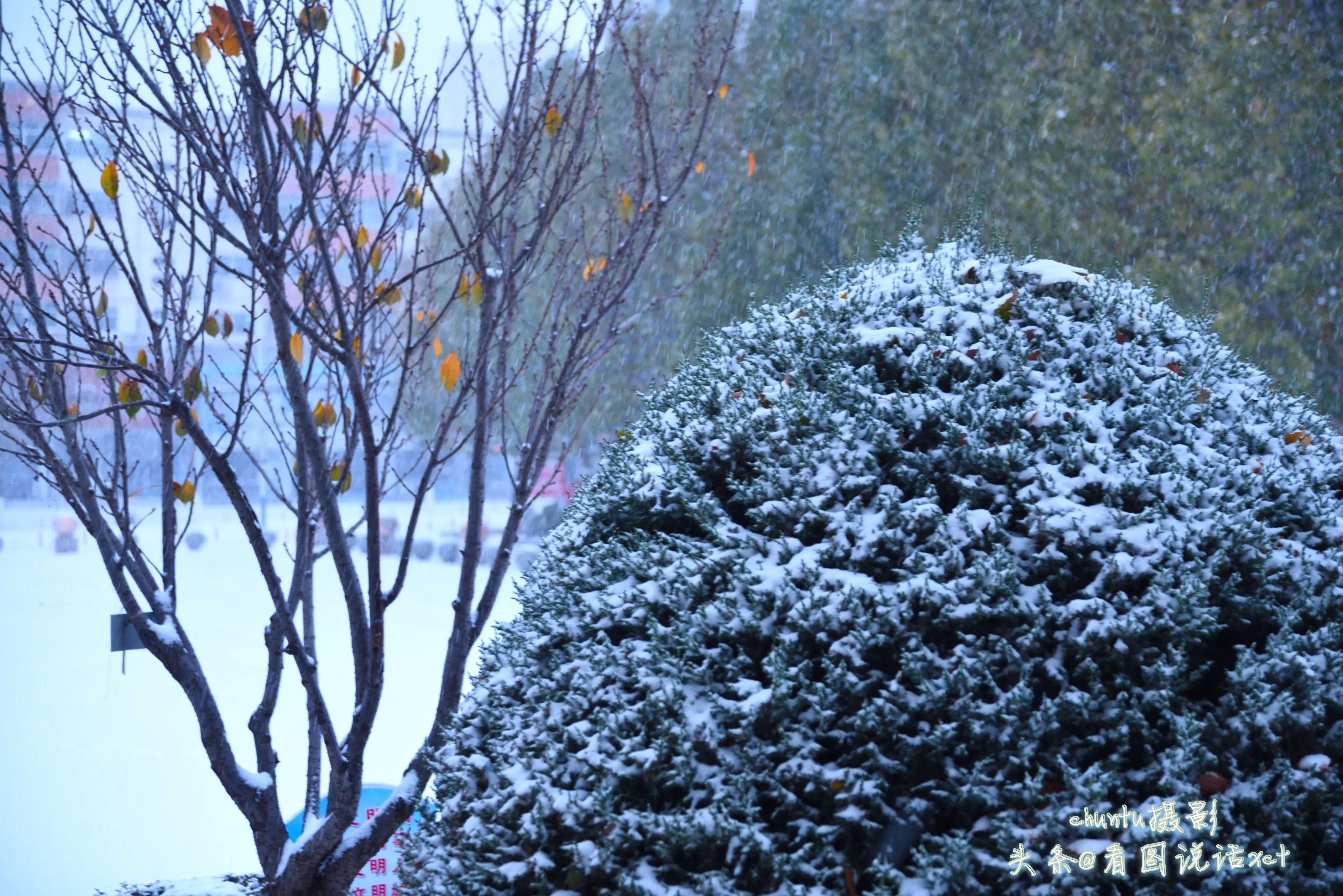 青龙下雪的情景,青龙县今天下雪了吗
