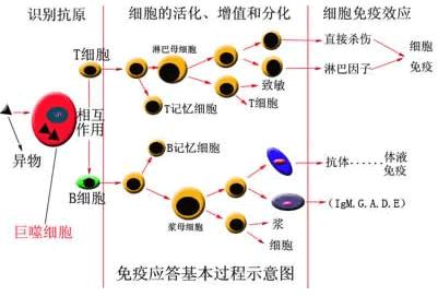 外伤手术忌鱼腥发物能喝什么汤,羊肉属于发物吗受外伤可以吃吗