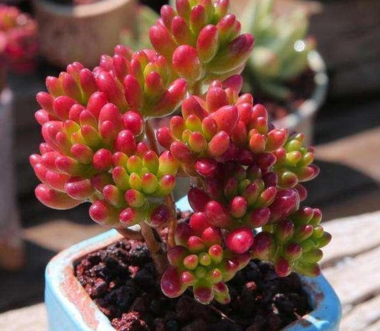 花草突然萎蔫后如何养护,花草黄叶枯萎怎么办