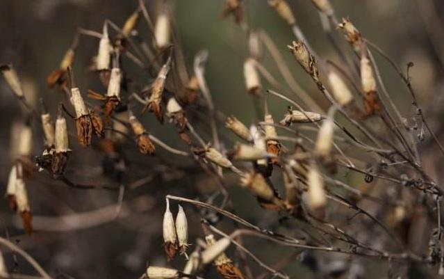 万寿菊感染斑枯病和花腐病,掌握这五个办法,枯萎病斑立马褪散