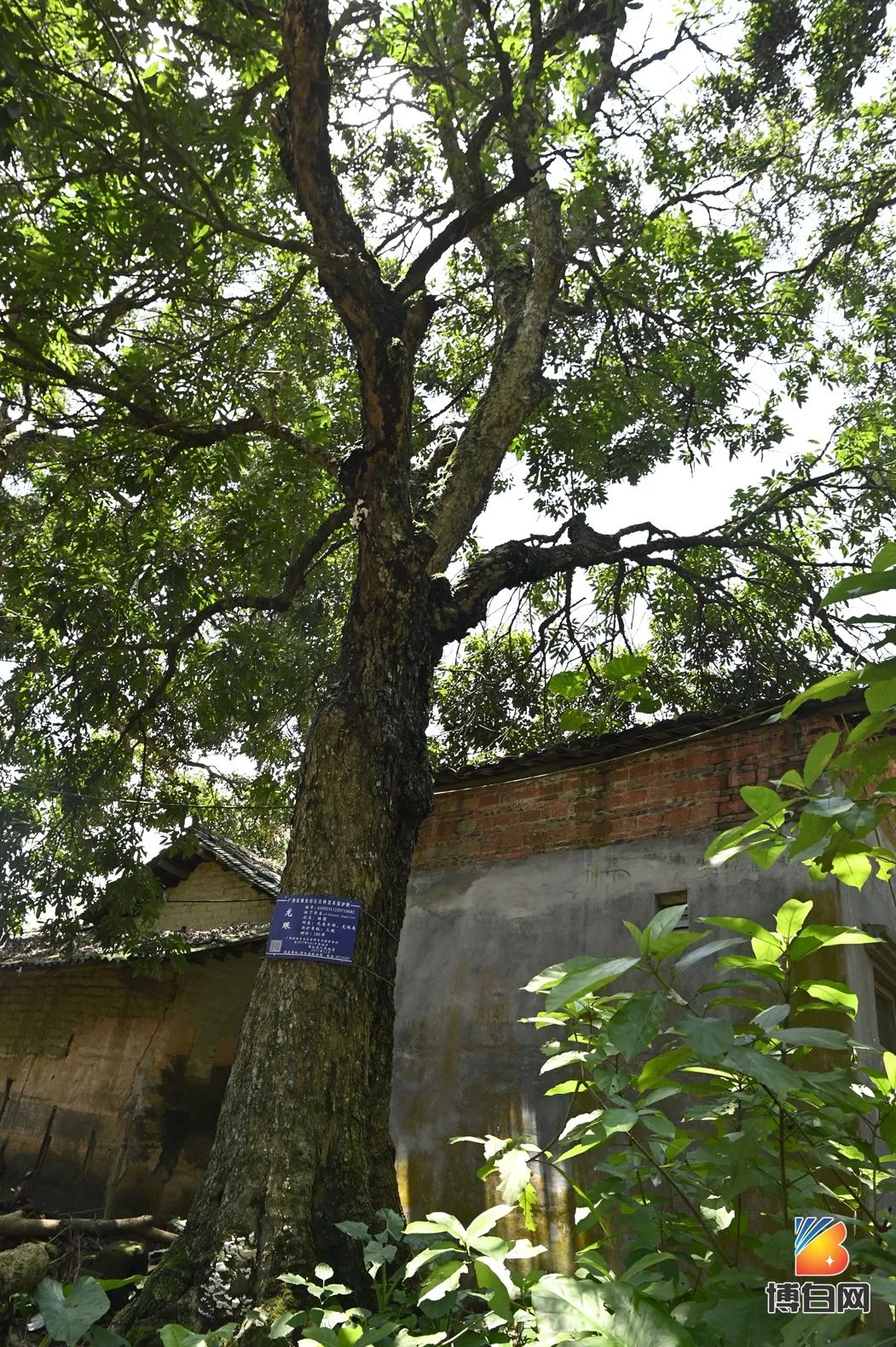 活久见！快成精了？博白发现明朝古树，至今600多年