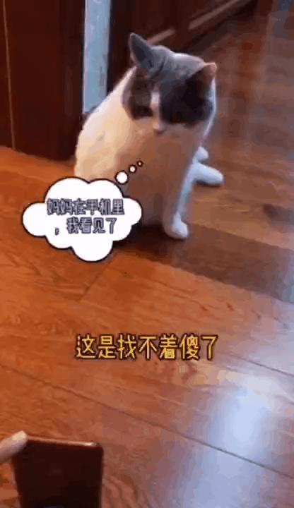 “因为一句话，我家猫在监控前守了一夜，彻夜未眠”