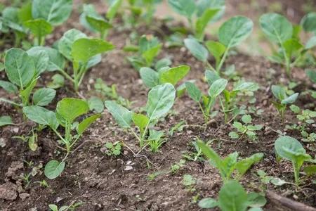 蔬菜甘蓝种植技术,农业专家讲种植甘蓝