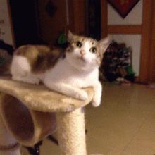 公猫可以有多个乳房吗,公猫也长乳房吗