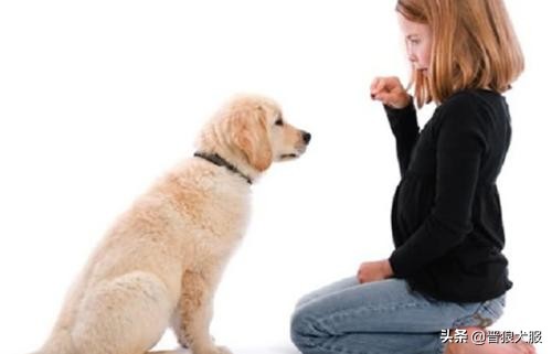 如何在家训练宠物狗犬不咬人,主人不在家如何训狗