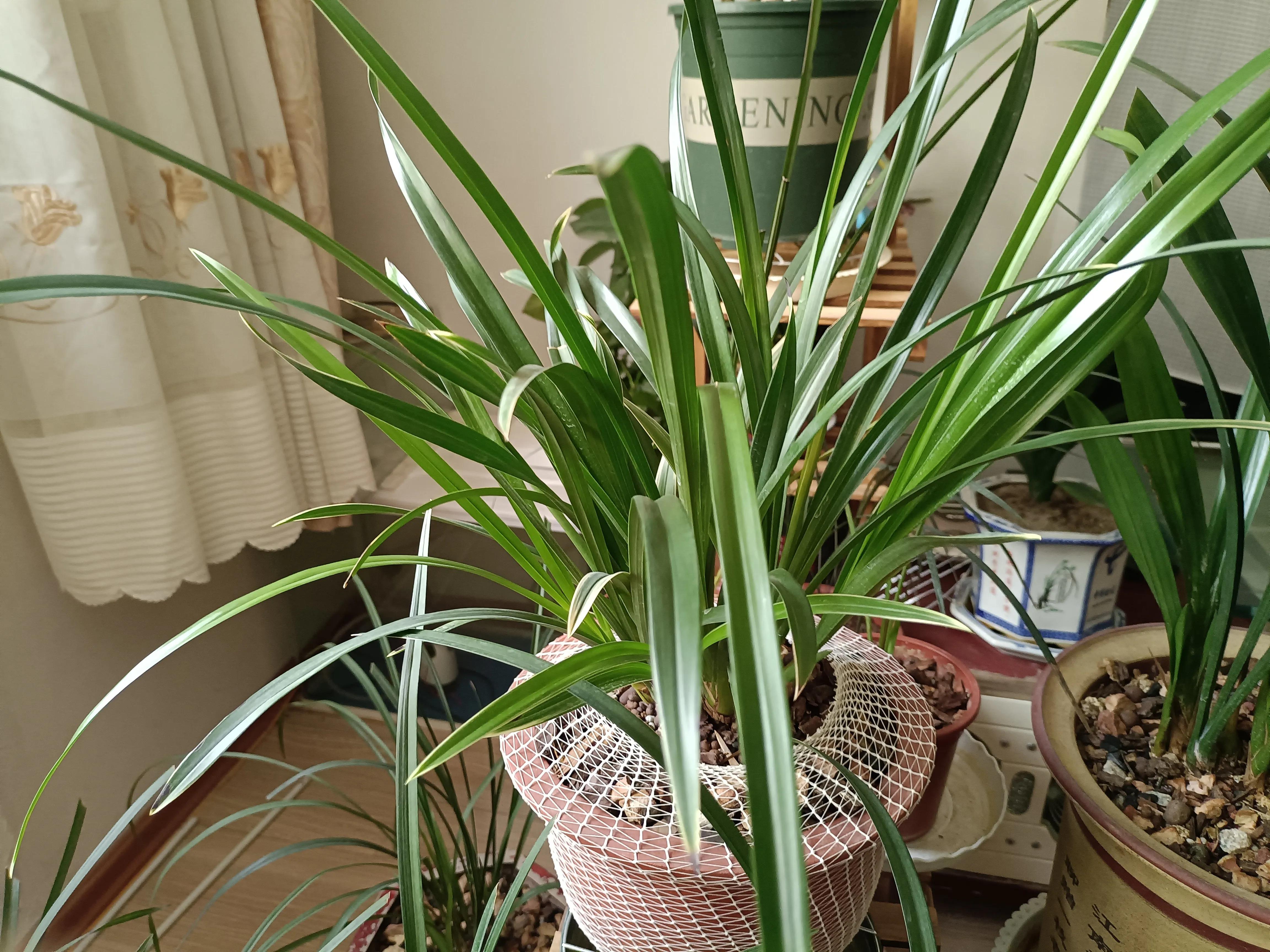 种兰花的软硬植料怎么配,养兰常用哪几种硬植料