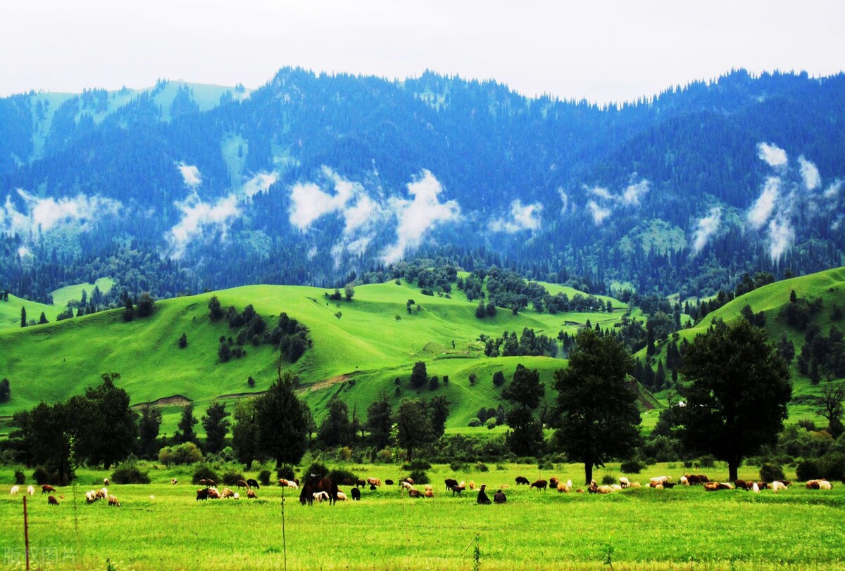 1992西藏砖茶,新疆的砖茶是什么茶