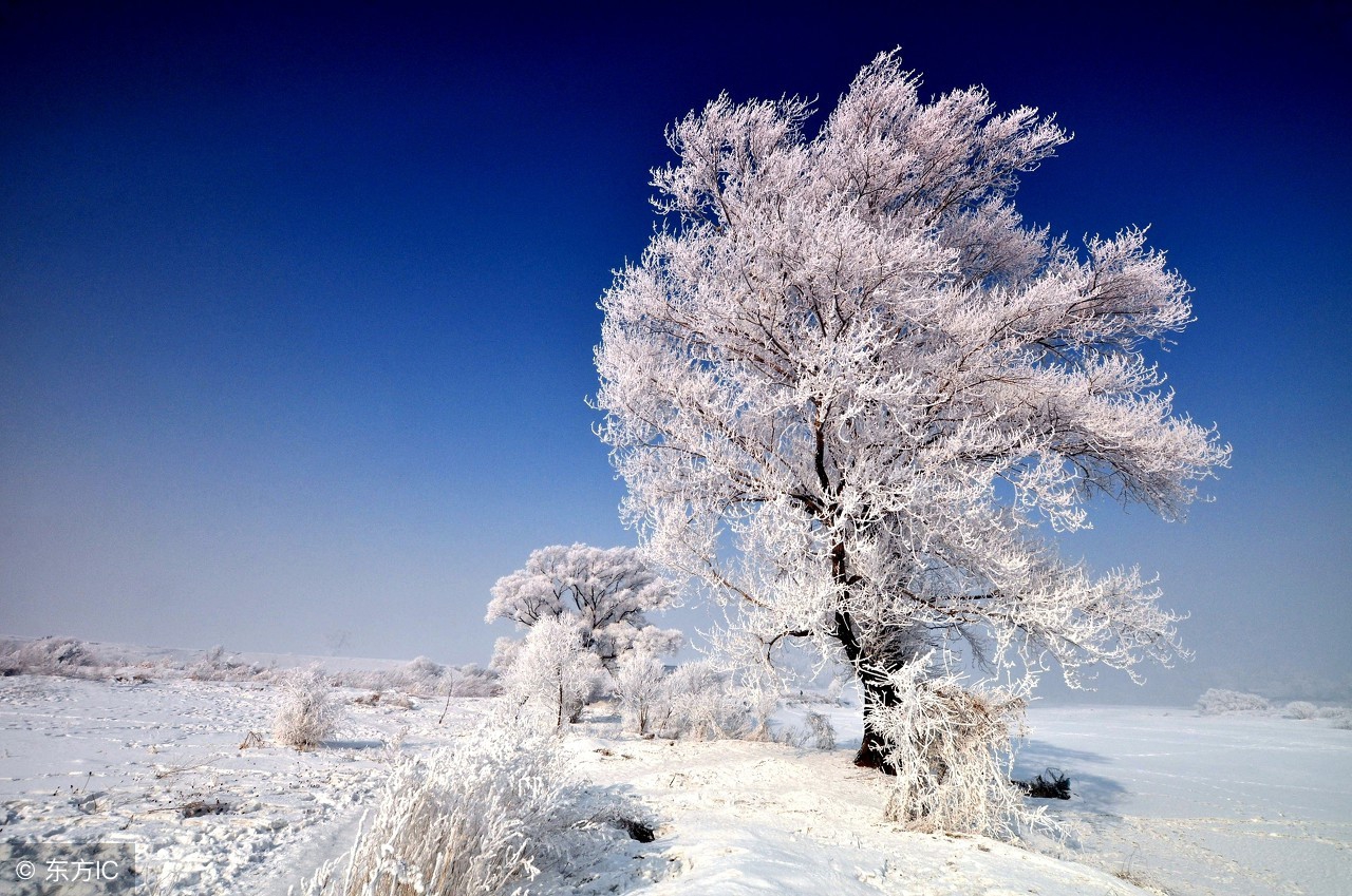 吉林最有名大米,吉林大米最好吃大米排名