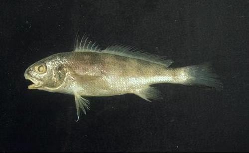 产地在中国的顶级食材,推荐给你这些中国产的名贵食材