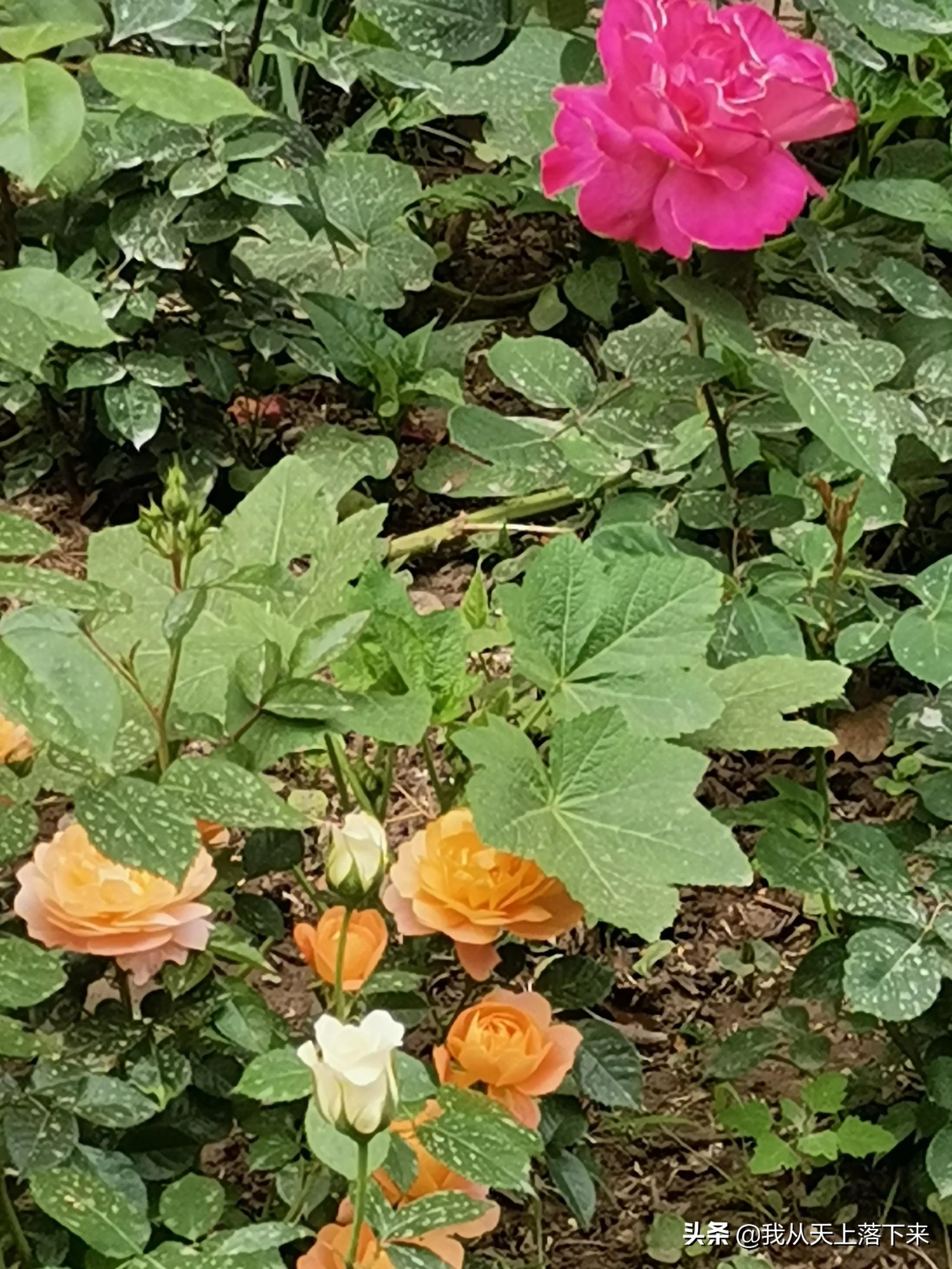 100张花朵美图,100张花图片大全