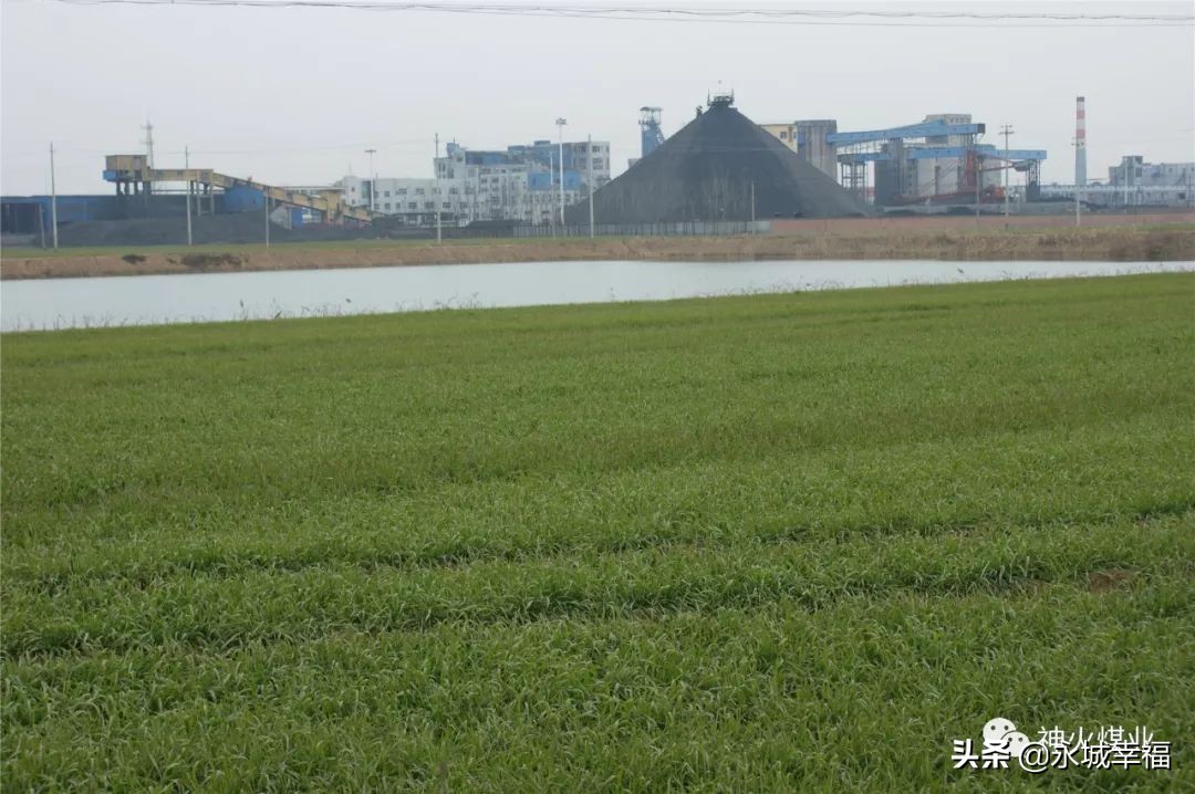 采煤塌陷地变身湿地公园,采煤沉陷区变身绿色公园