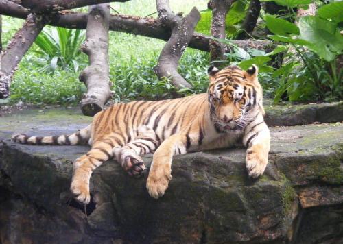 羚羊与华南虎,华南虎和藏羚羊