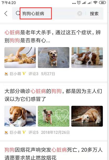 狗狗被烟花吓出后遗症怎么治愈,狗狗被爆竹吓死