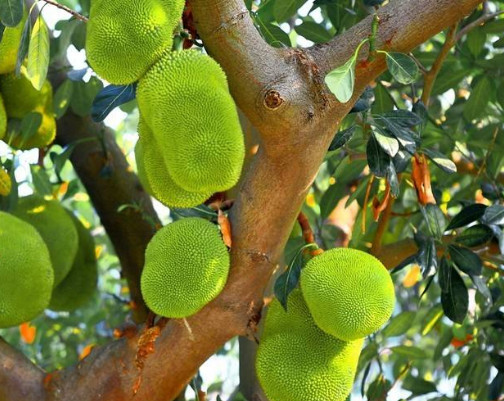 菠萝蜜好吃又简单做法,菠萝蜜正确挑法