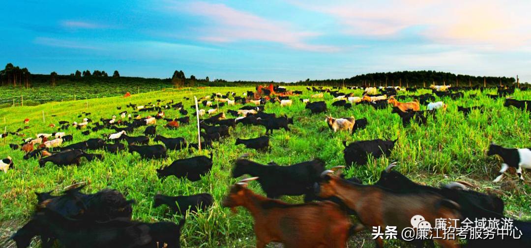 廉江乡村游,廉江旅游攻略自驾游最佳路线