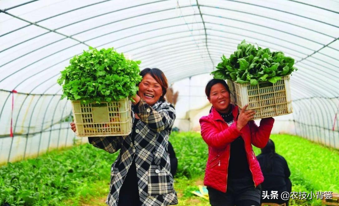 冬季蔬菜低温冻害常发生,14个预防措施、5个补救方法能帮你