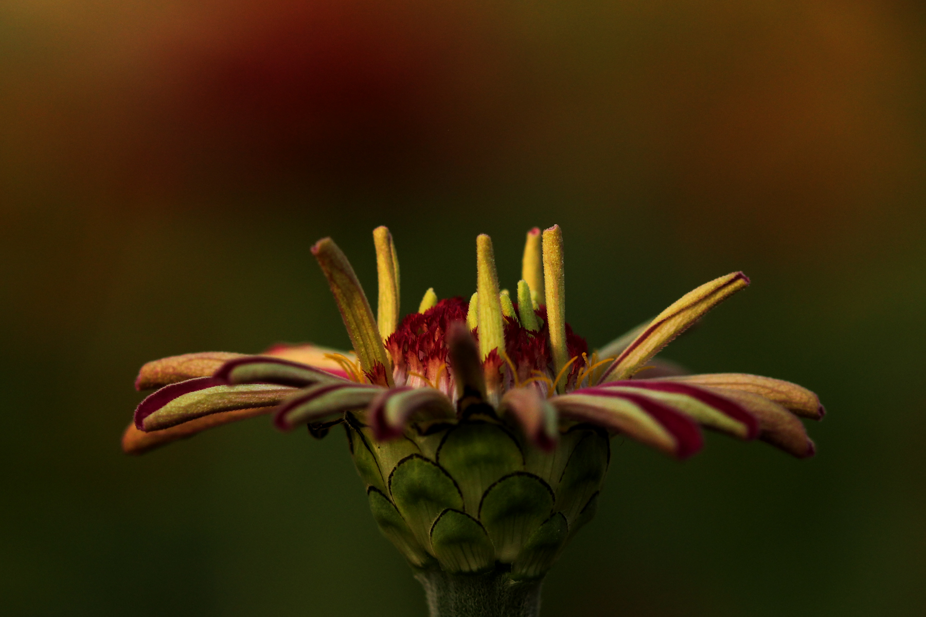 试解孙策东冶屠城事件之谜