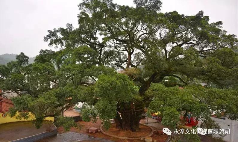 球狮畲族三月三活动,三月三海洋球绣球