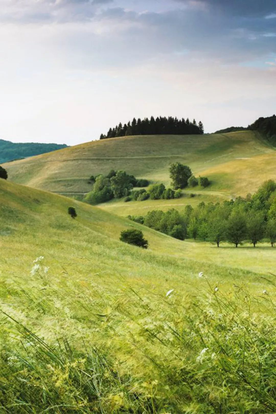 伊利新西兰牛奶,伊利未来牛奶谷基地