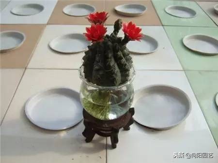 水培植物发臭的解决方法,水培植物根部腐烂怎么补救