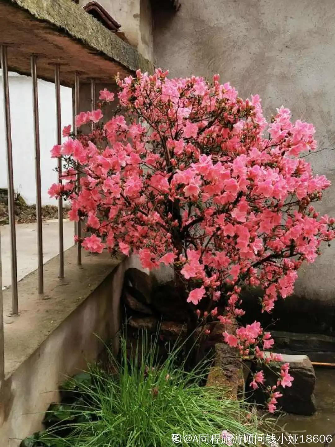 春天开的花有哪些常见又漂亮,十大名花在春天开的有哪些