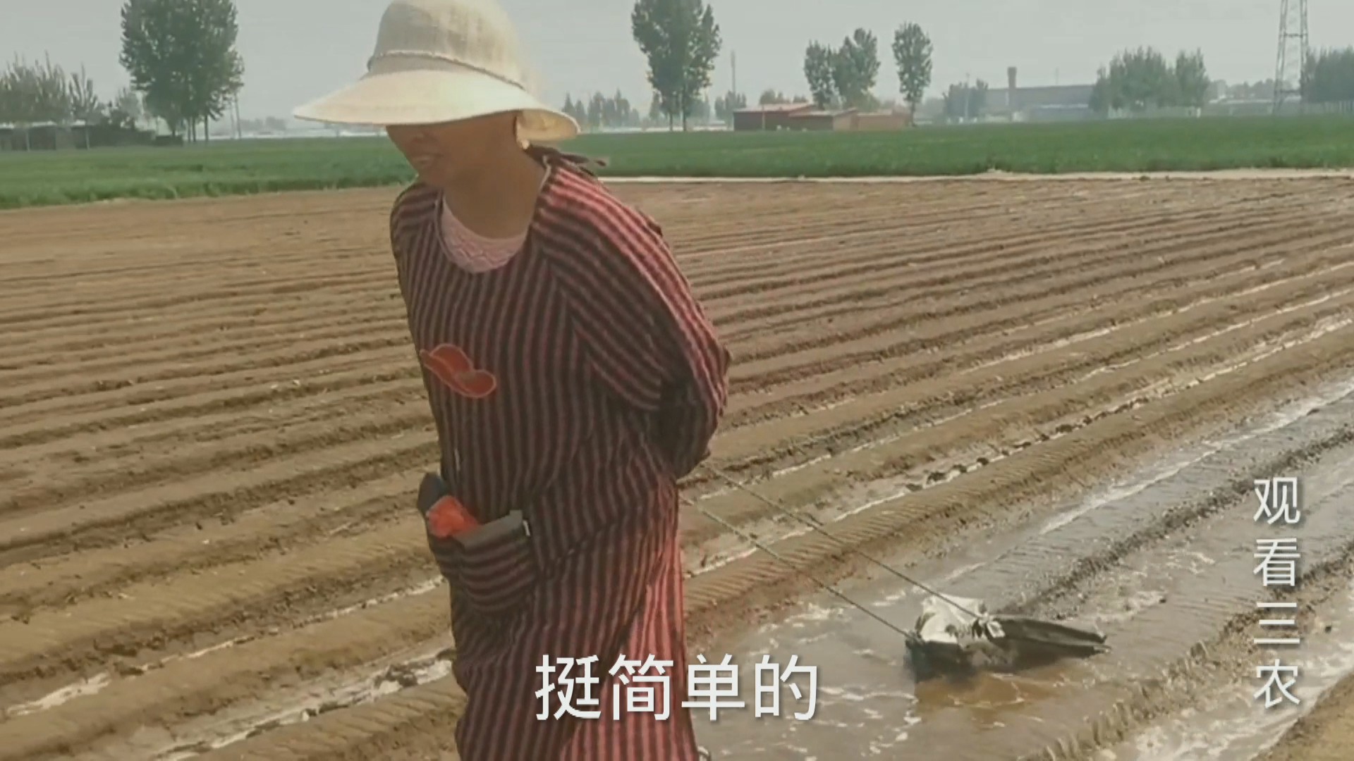 种植大姜的正确方法和步骤,种植一亩大姜需要多少成本