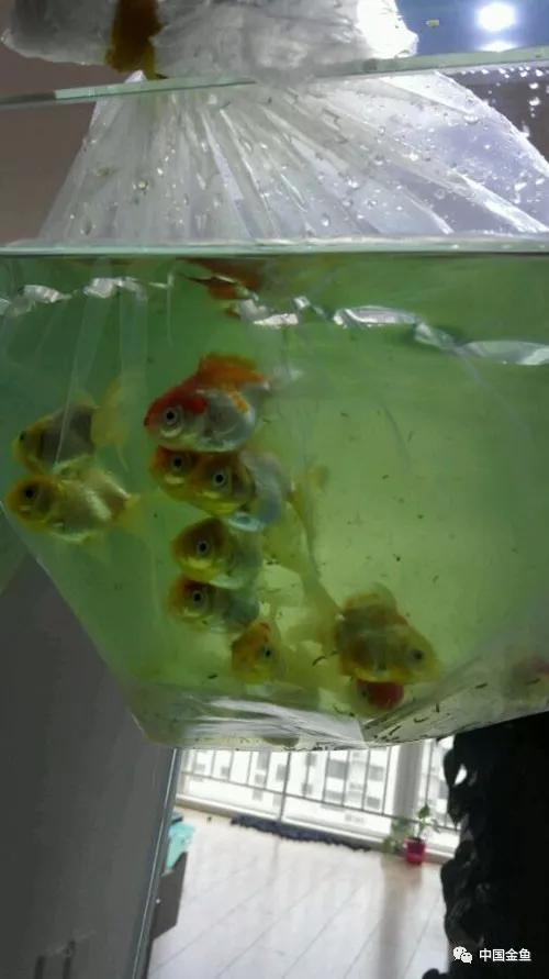 我向媳妇保证，最后一个缸